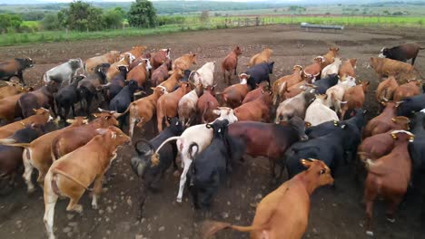 aerial image provides a close-up view of a herd of cows