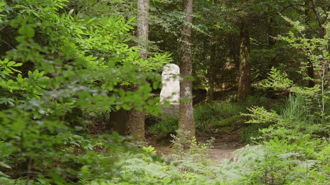 Rack focus af stele midt i en grøn skov. Håndholdt.