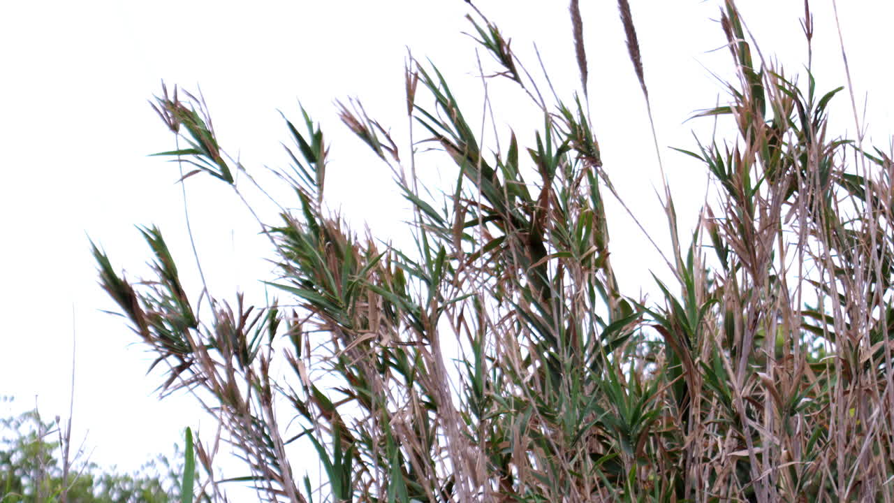 Some tall straws swaying in the wind with a white sky background.