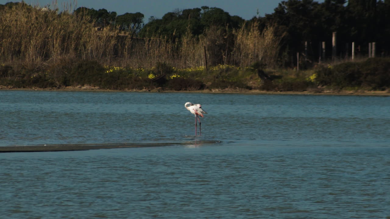 외로운 플라밍고는 모래 조각, 사르데냐 야생 동물, 정적, 슬로모에 부리로 청소합니다.