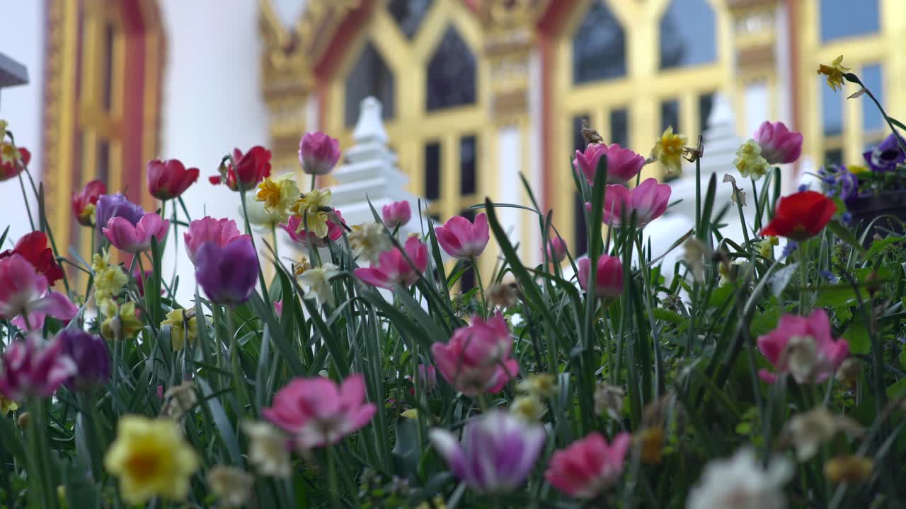 Una brezza di vento che soffia attraverso un campo di tulipani e narcisi e un tempio buddista thailandese nascosto sullo sfondo.