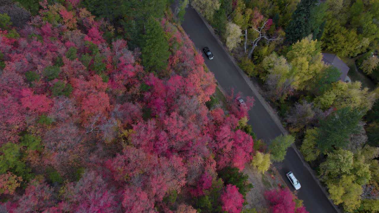 아메리칸 포크 캐년, 워 새치 산, 유타의 가을 단풍 산 나무