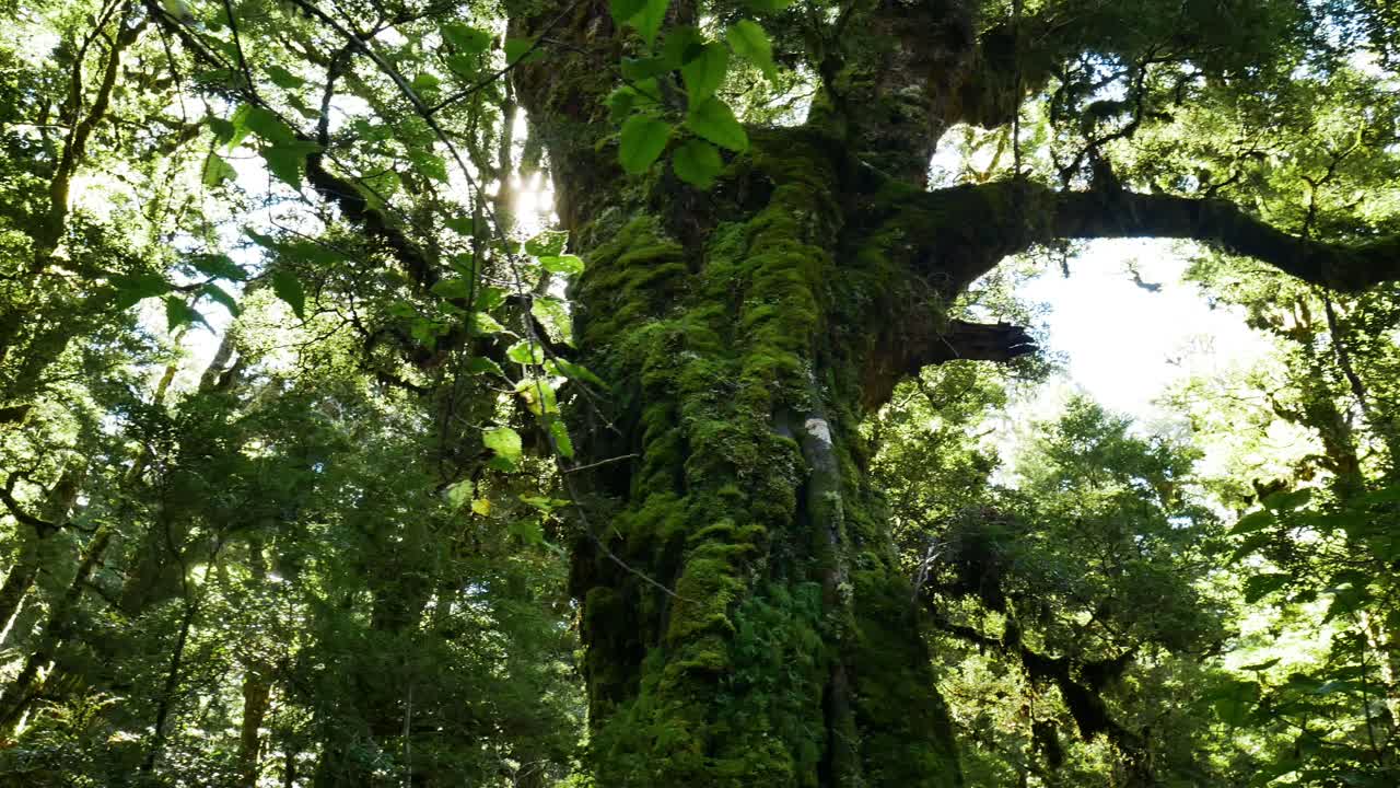 Slow panning shot of mossy tropical forest trees in dense Jungle of Fiordland National Park against sunrays