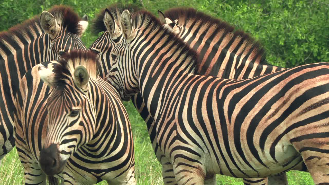 un pequeño rebaño de cebras en la sabana de la reserva de caza en sudáfrica