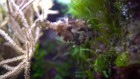 Tropical-fish-close-up-shallow-depth-of-field