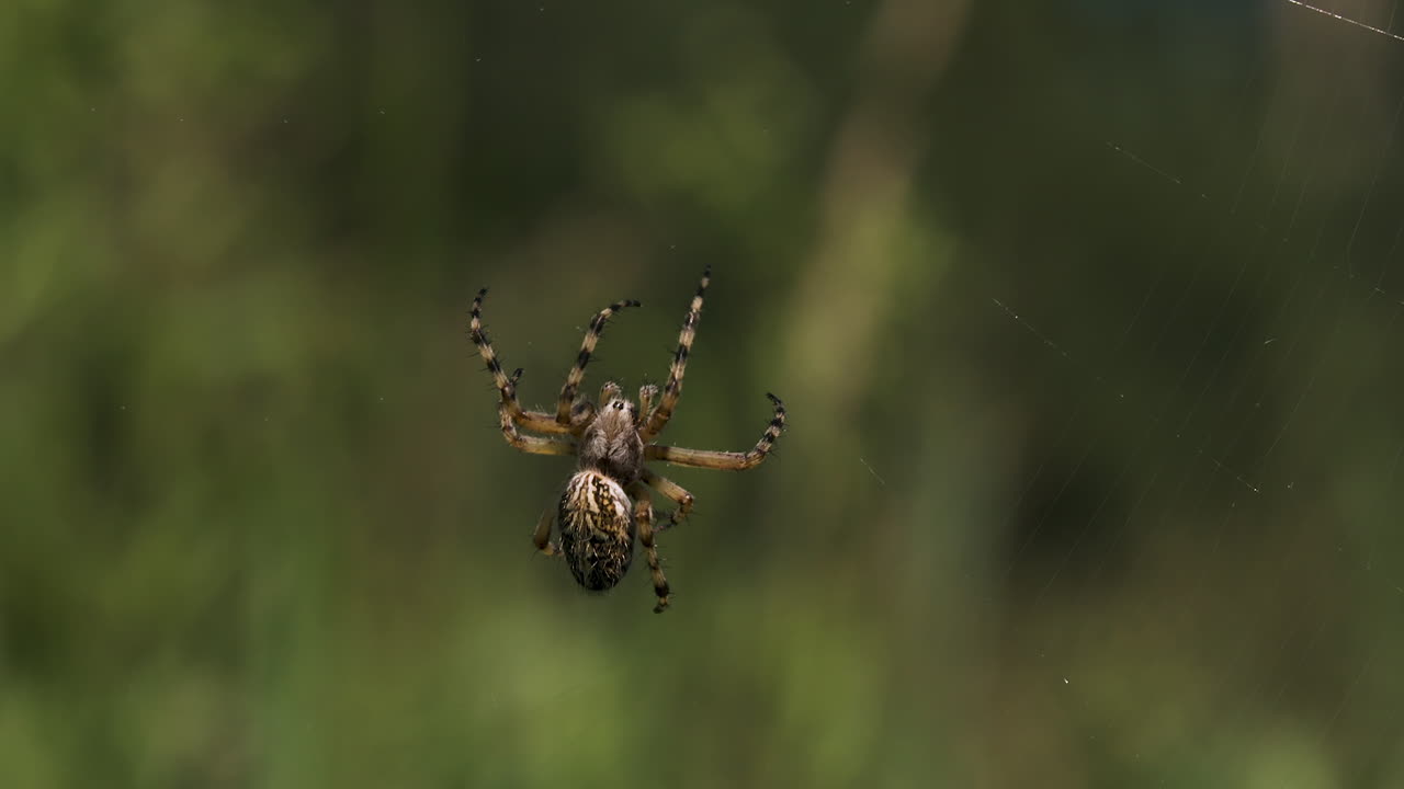 araña en una web