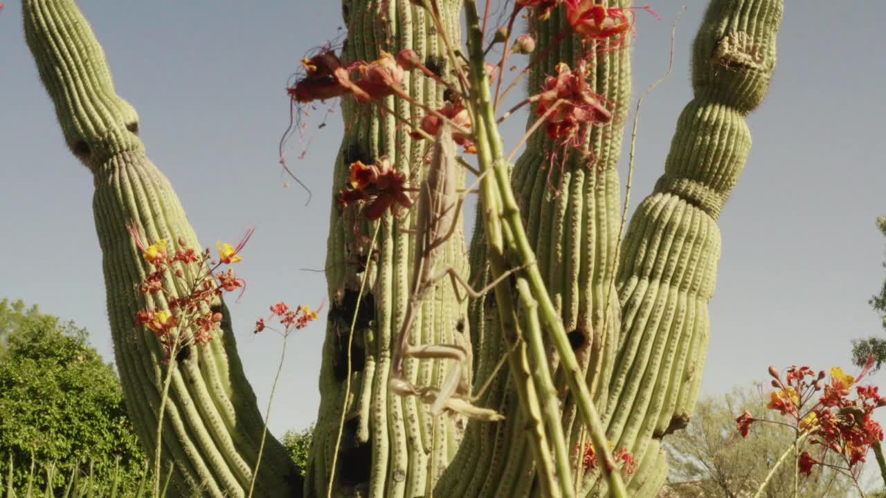 수컷의 아랫부분에서 잔치를 벌이는 암컷 사마귀