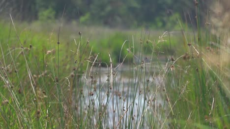 close up, ascending view of tall blades of lush green grass on a river bank