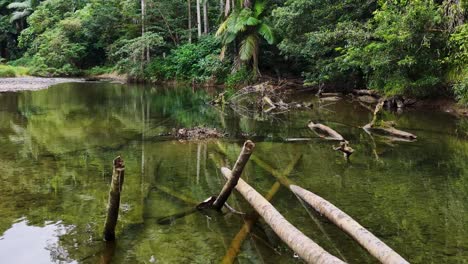 aerial footage captures a tranquil creek surrounded by lush rainforest in port douglas, australia, with calm water and vibrant greenery