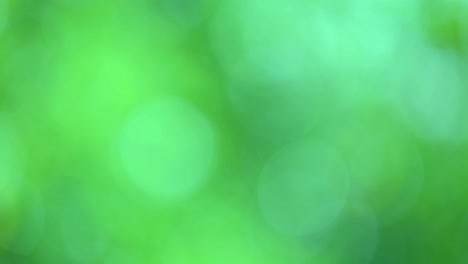 green bio background, abstract blurred foliage bright sunlight