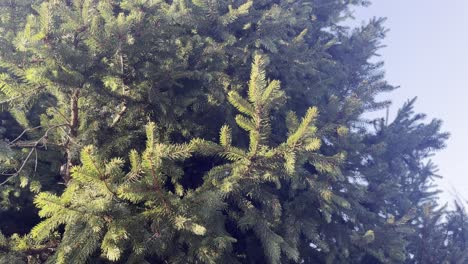 rotated-handheld-shot-of-a-fir-tree-with-pine-needles-and-blue-sky-and-sun