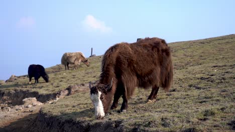 herd of yak grazing on the meadow of mountain in nepal.