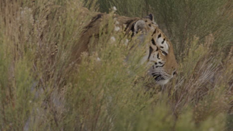 Camouflaged-tiger-stalking-through-brush-on-the-hunt