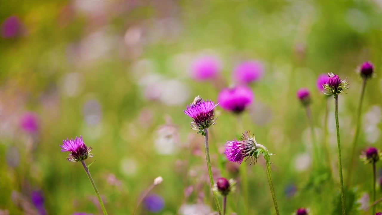 la avispa recoge el néctar de las flores del cardo lechoso en los prados alpinos.
