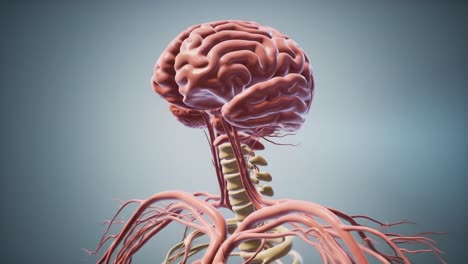 detailed anatomical representation of the human brain with vascular system emphasized, showcasing neural structures and spinal connection in a 3d model