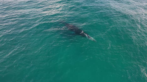 Madre-Y-Cría-De-Ballena-Jorobada-Bajo-El-Mar