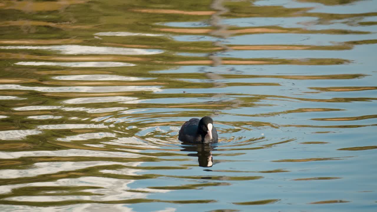 fulica atra de focha común o euroasiática en un lago con algas o algas flotantes de la superficie del agua en cámara lenta