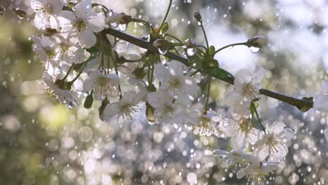 período de la flor de cerezo. las gotas de lluvia de primavera caen en una flor de cereza. filmado con una cámara súper lenta de 1000 fotogramas por segundo.