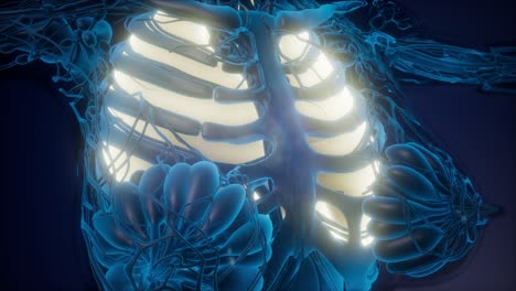cuerpo humano con pulmones visibles