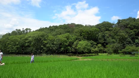 kitayama park in tokyo, japan, has a beautiful rice field where people walk along its paths in summer