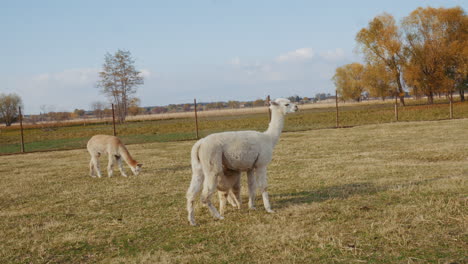 alpacas in a field