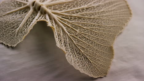 close-up of a dried skeletal leaf's intricate vein structure