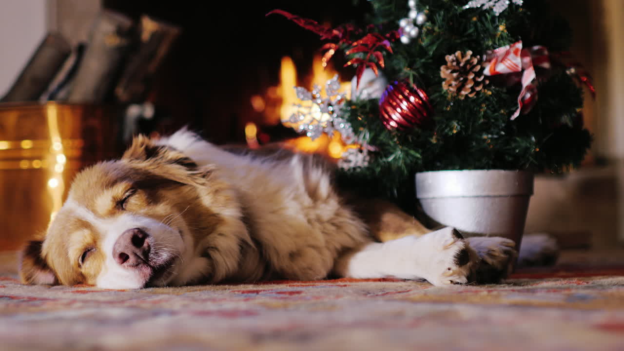 개는 크리스마스 선물을 받는다 1