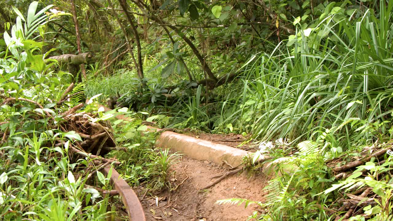 Una telecamera a mano si muove lungo uno stretto sentiero sterrato attraverso una fitta vegetazione verde della giungla tropicale.