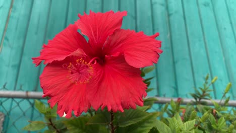 a single red hibiscus flower on a contrasting aqua marine colored background