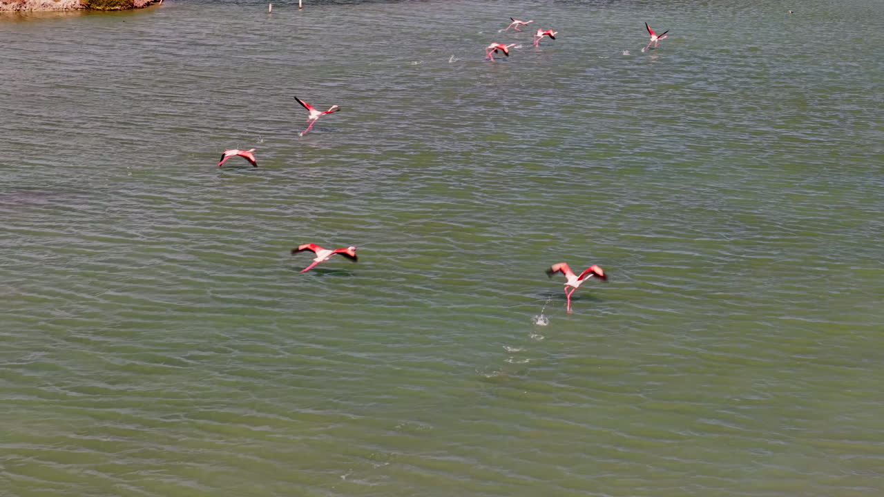 Flamingos flying over water