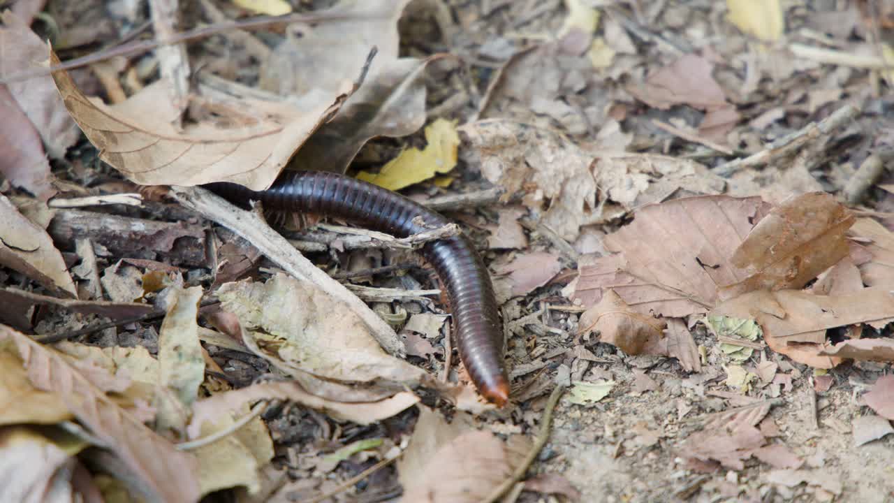 Um gongolo marrom-escuro se move lentamente pelo chão de uma floresta coberto de folhas secas de outono