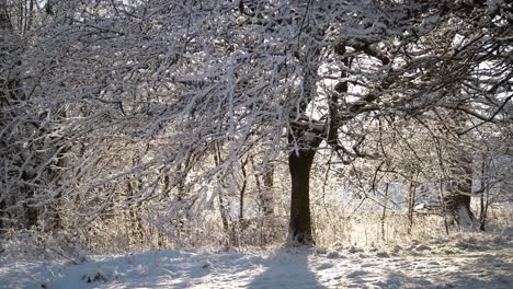 schneebedeckter baum an einem sonnigen wintertag