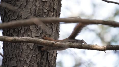 adorable squirrel on tree branch in the zoo