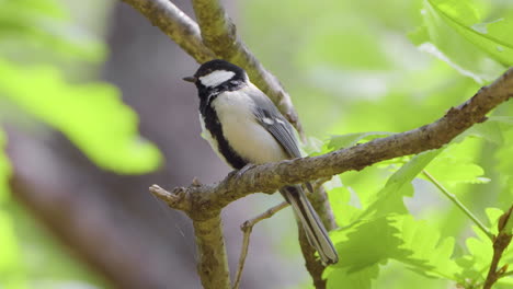 singing japanese tit bird takes wing from twig in spring park in seoul