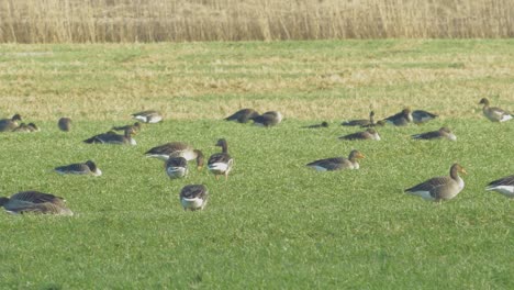 beautiful large flock of greylag goose breeding in the green agricultural field northern europe during migration season, sunny spring day, distant medium shot