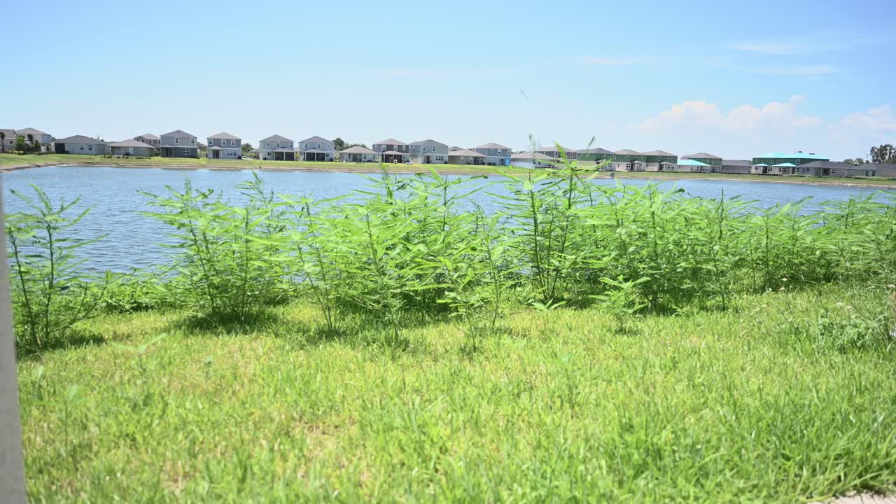 남부 플로리다의 집에서 유지 보수되지 않은 잔디 ⁇ 의 뒷면에서 바라보고 있습니다.