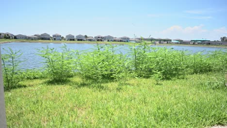 looking out of the back of a an unmaintained lawn in a south florida home