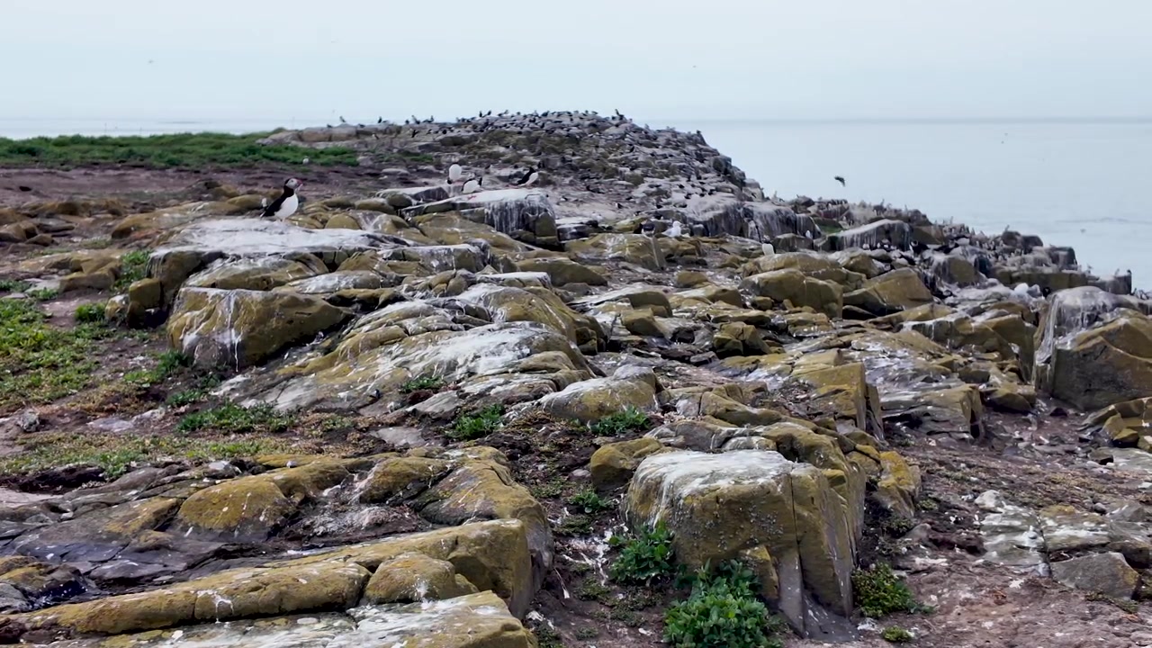 Grote kolonie papegaaiduikers rustend en vliegend aan de rotsachtige kust van Inner Farne Island, Engeland