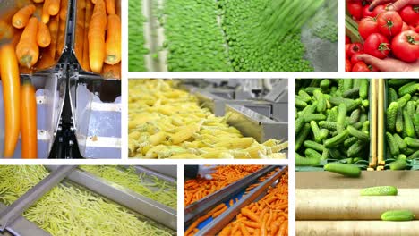 vegetable processing in food industry, multi screen