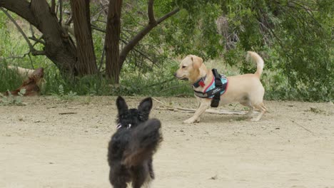imágenes en cámara lenta de perros jugando en una ruta de senderismo en los ángeles