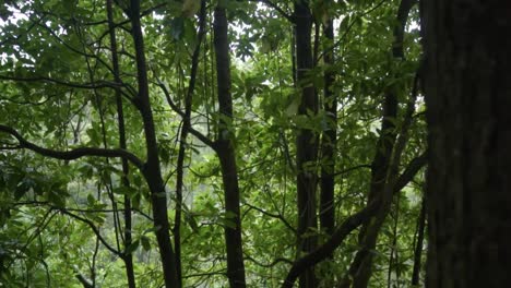 rainforest canopy and lush vegetation