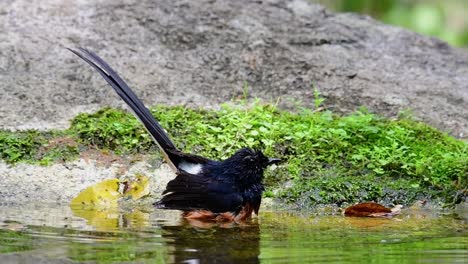 White-rumped-Shama-bathing-in-the-forest-during-a-hot-day,-Copsychus-malabaricus,-in-Slow-Motion