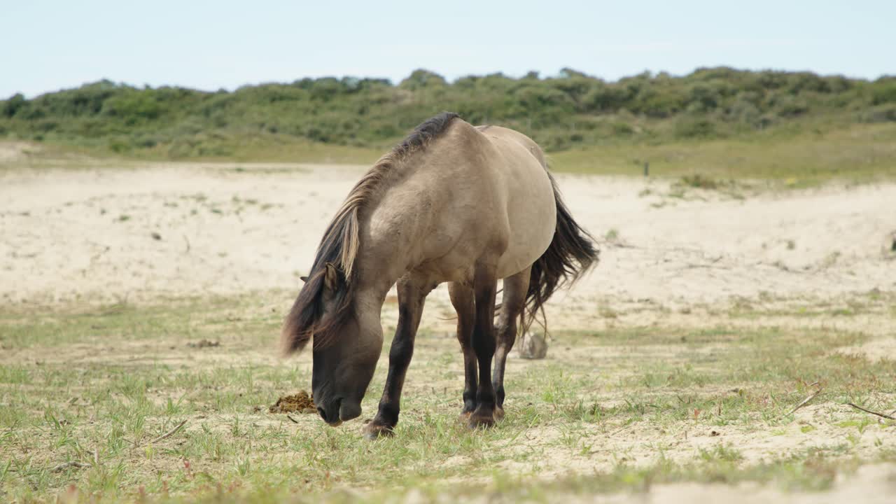 paisaje con caballos salvajes pastando en un día soleado