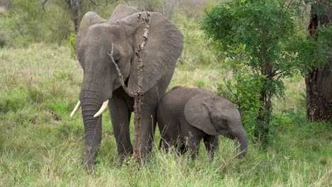 a baby and mother elephant forage sweet grass from dense underbrush, kruger, loxodonta africana