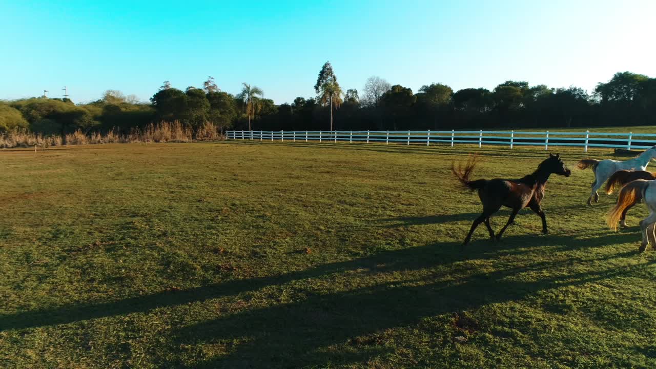 hermosos caballos árabes montando juntos en la puesta de sol