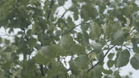 Close up of tree branches moving in slow motion