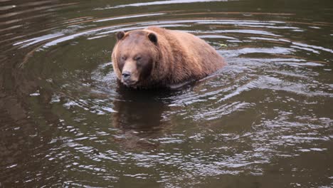 brown bear in the waters of a pond, alaska