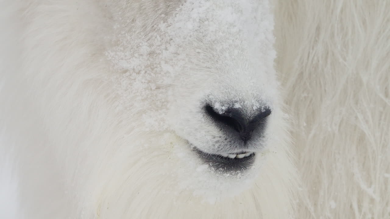 산의 염소, 입에 가까이, 화이트호스, 유콘, 캐나다