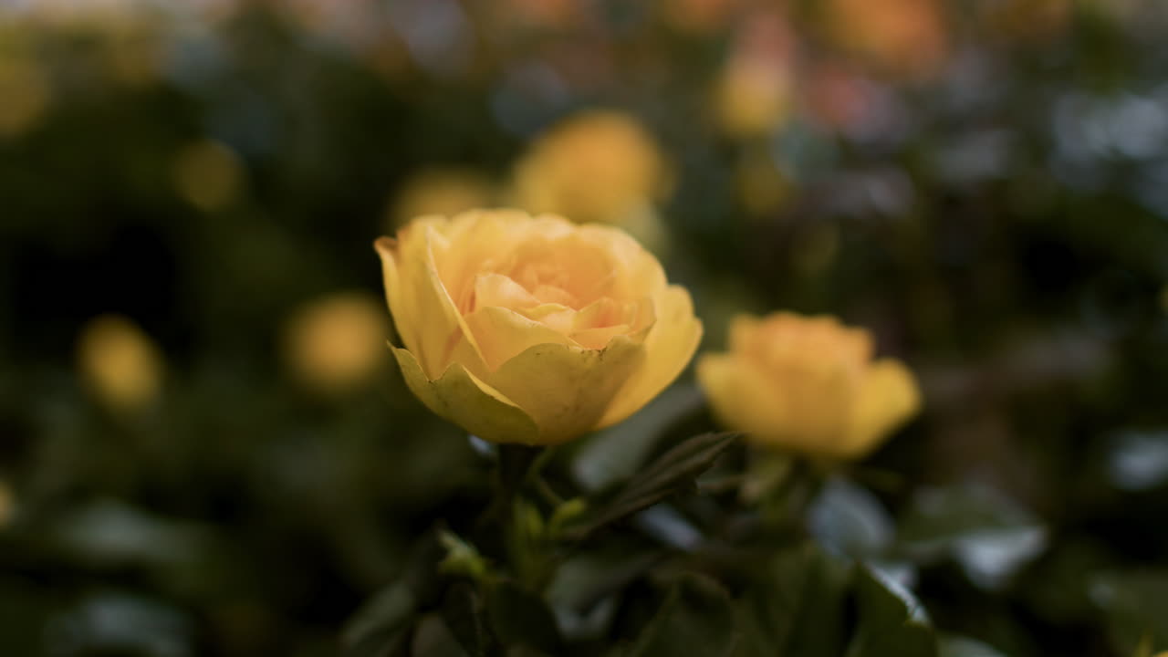 아름다운 실내 장미