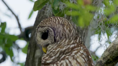 barred owl eyes blinking and turning head in tree foliage